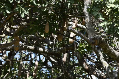 DSC_3949 (Large).JPG